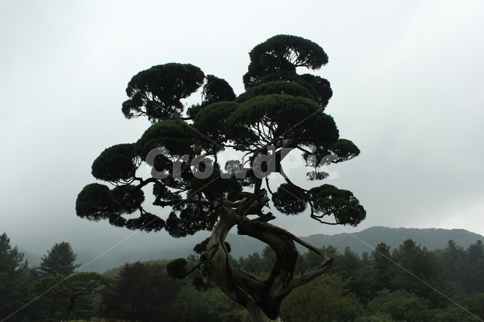 나무,자연,산,경관,식물,자연,풍경,nature,landscape,tree,plant