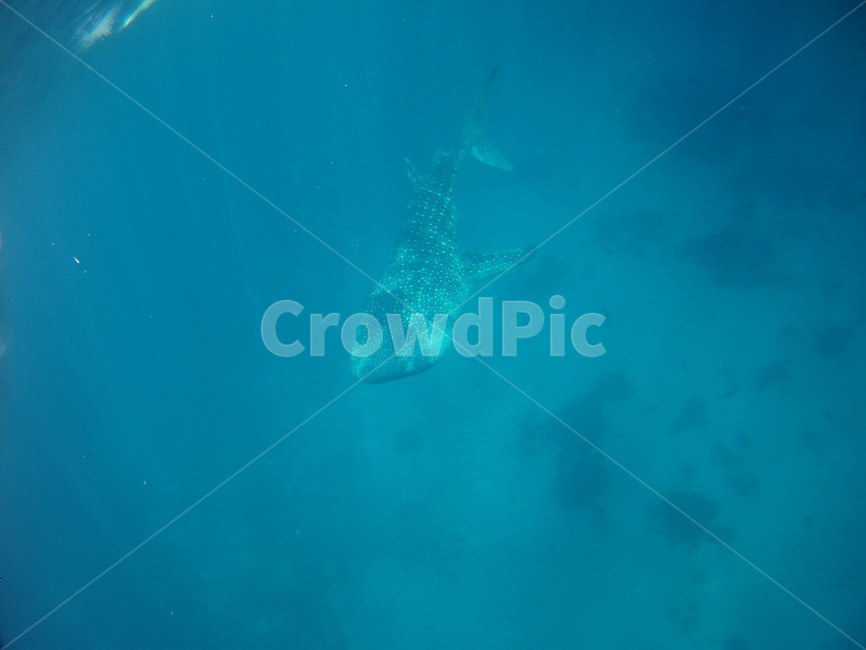 해양생물,동물,고래상어,바다,sealife