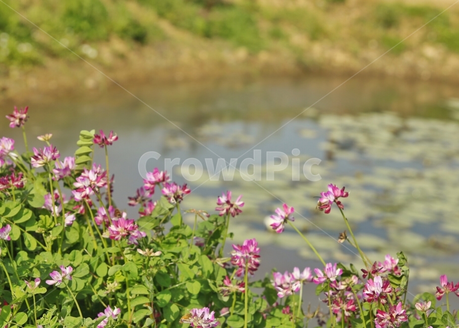 풍경,꽃,연못,여행,여름,식물,자연,plants,nature,꽃,flower