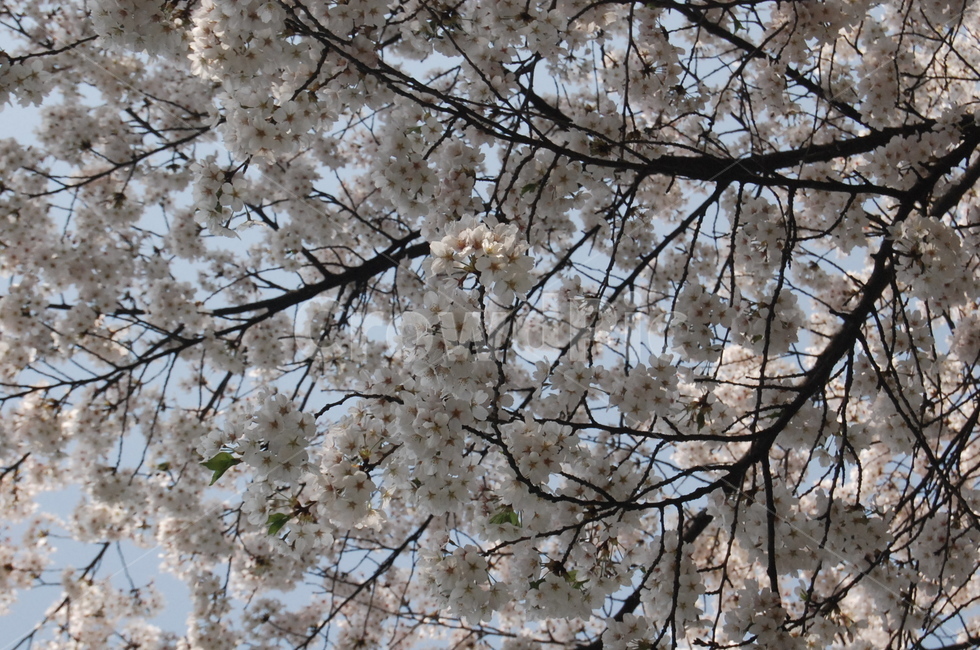 벚꽃,cherryblossom,spring,나무,벚꽃나무,봄,식물,자연,plants,nature,꽃,flower,나무,trees,wood