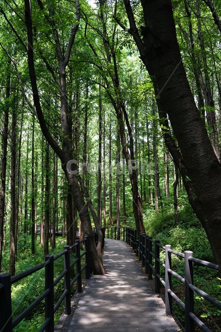 숲,자연,그늘,나무,녹음,녹색,forest,nature,shodow,trees,green,힐링,휴식,시원함,고요함,healing,relaxation,cool,calm,forestbathing,freshness,자연,풍경,nature,landscape