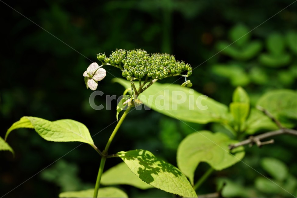 산수국,자연,식물,꽃,flower,bloom,유성화,무성화,가꽃,숲,햇빛,nature,식물,자연,plants,nature