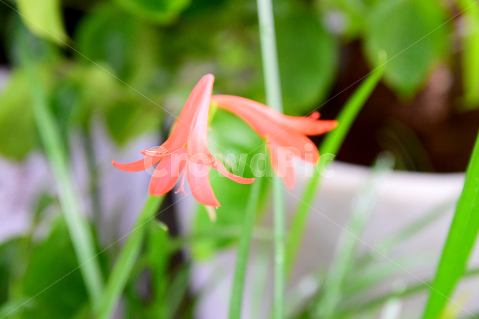 키르탄서스,키르탄투스,식물,꽃,주황꽃,plant,flower,blossom,식물,자연,plants,nature,꽃,flower