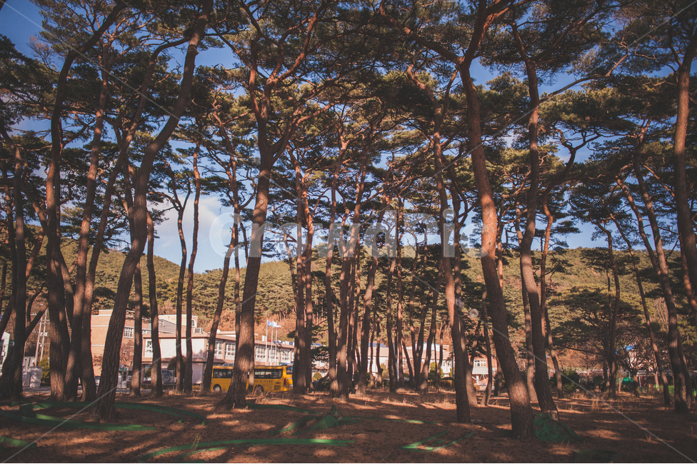 소나무,나무,숲,소나무숲,그림자,풍경,자연,식물,대한민국,인천,가을,pinetree,pineforest,autumn,wood,자연,풍경,nature,landscape,tree,plant,tree trunk,나무 줄기,woodland,삼림지,outdoors,옥외,vegetation,초목,forest,land,땅