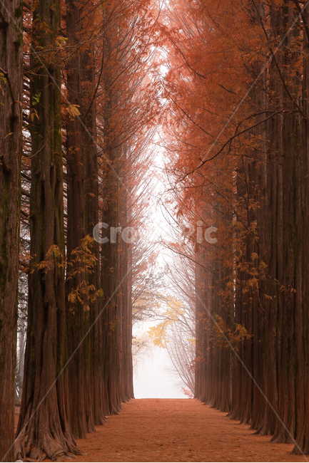 식물,배경,풍경,자연,메타세콰이어,나무,가을,가을빛,만추,계절,기후,붉은빛,가로수,기상,오솔길,길,메타세콰이어길,메타세콰이어숲,숲,삼림,늦가을,단풍,나뭇잎,단풍색,주황색,주황,주황빛,산책로,공원,파크,낙엽,가을색,나무가지,아침,오전,새벽,안개,빛,햇빛,남이섬,관광지,안개낀,autumn,tree,plant,morning,light,가을,계절,fall,autumn,season,자연,풍경,nature,landscape