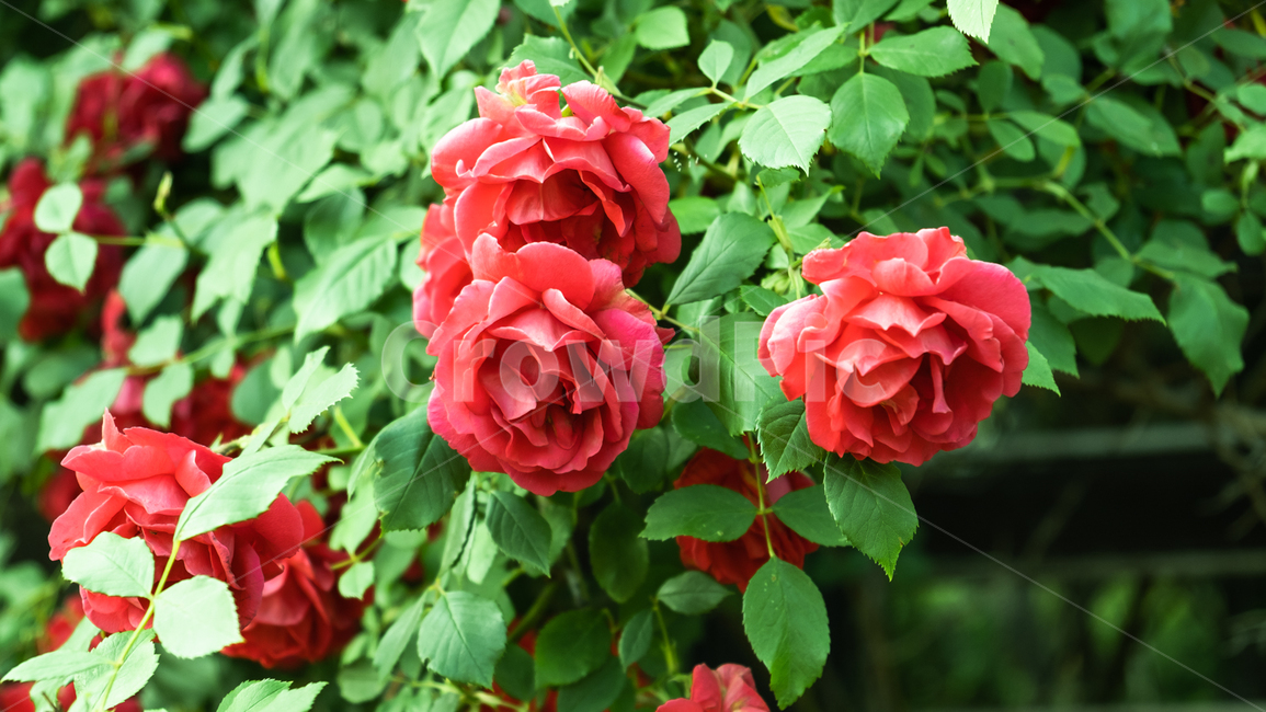 장미,장미꽃,rose,꽃,flower