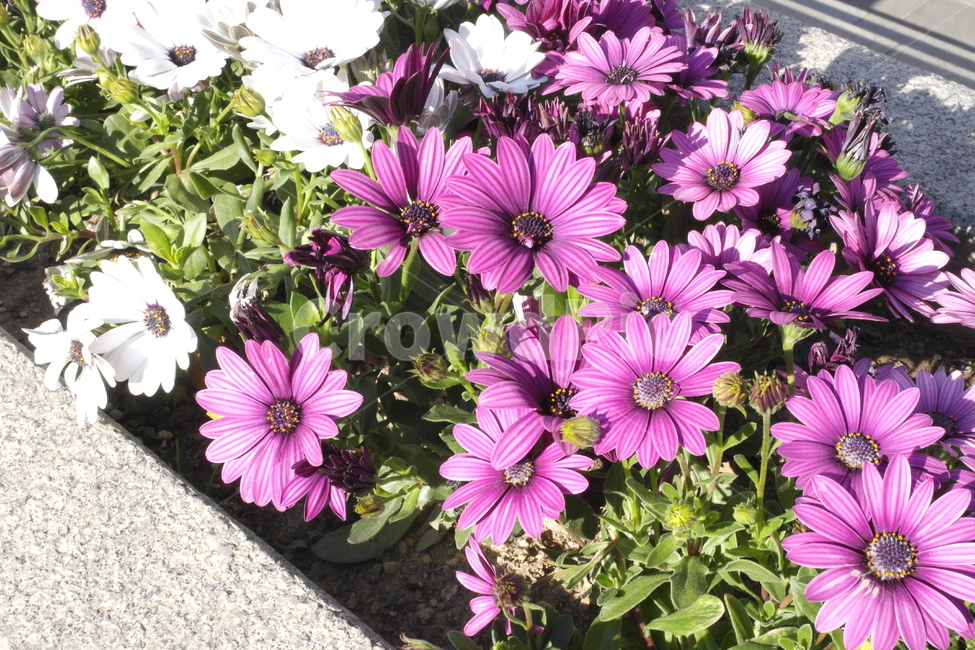 꽃,봄,색감,식물,flower