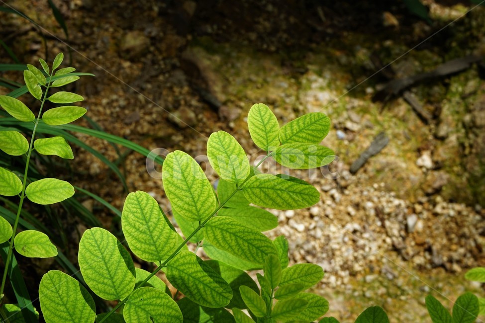 자연,산행,잎,햇빛,nature,tracking,leaves,sunlight,식물,자연,plants,nature