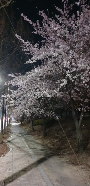 벚꽃,도로변벚꽃길,인도,단구동벚꽃,귀론사거리