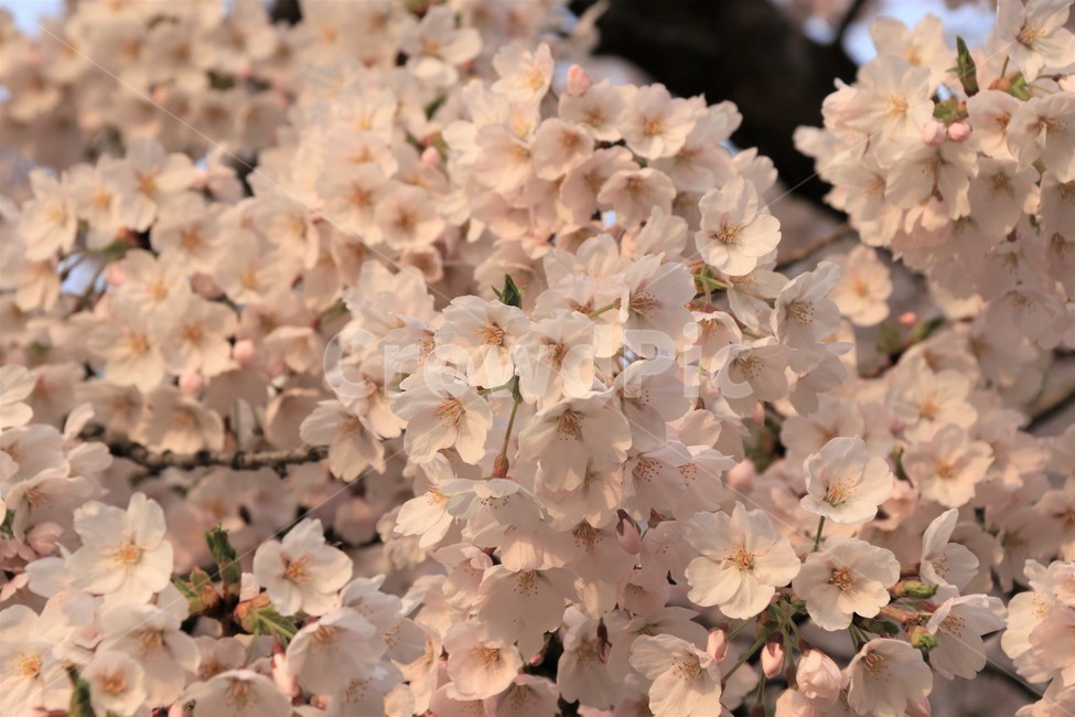 plant,식물,blossom,cherryblossom,벚꽃,flower,꽃,자연,나무,식물,자연,plants,nature,꽃,flower