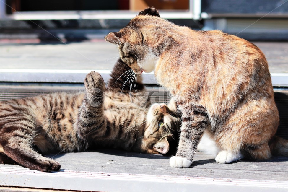 cat,고양이,동물,animal,pet,포유류,동물,animal,포유류,mammal,고양이,cat,kitten,kitty