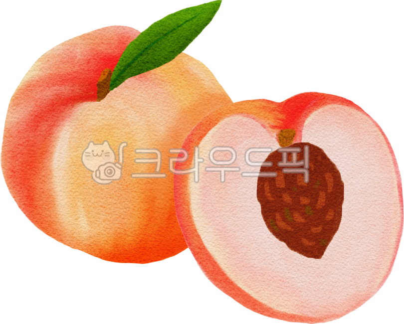 Peach,peach half,peach illustration,fruit illustration,fruit hand drawing,peach hand drawing,peach drawing,peach leaf,peach watercolor,fruit drawing,fresh peach,fresh fruit,fresh peach,fresh peach drawing,fruit,peach,summer fruit,summer p