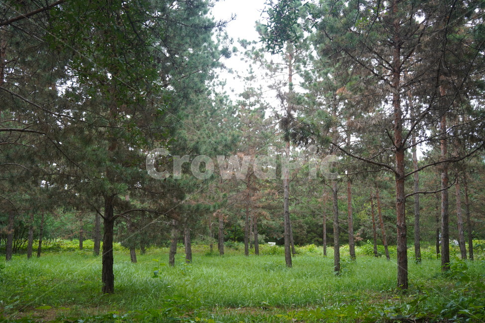 나무,자연,숲,피톤치드,tree,nature,forest