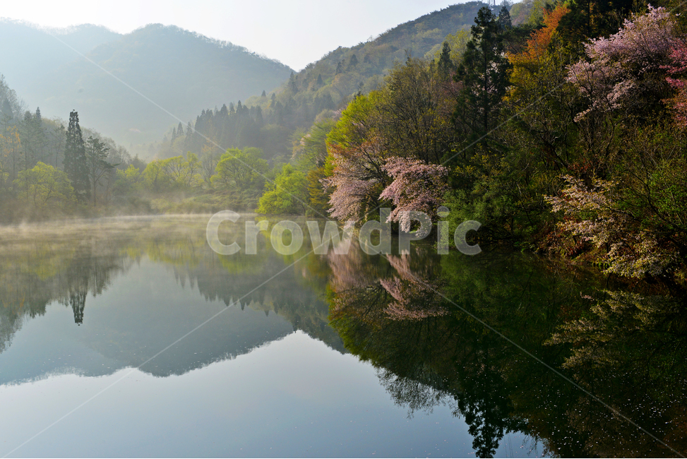 전남,화순,세량지,세량제,저수지,벚꽃,산벚꽃,봄,계절,반영,물안개,여명,아침,nature,자연,outdoors,옥외,water,물,plant,식물,fir,전나무,tree,나무,weather,날씨,경치,경관,풍경