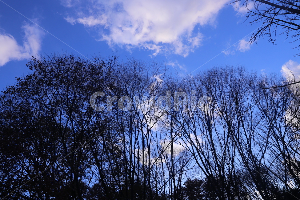 푸른,하늘,구름,나무,나뭇가지,bluesky,tree,branch