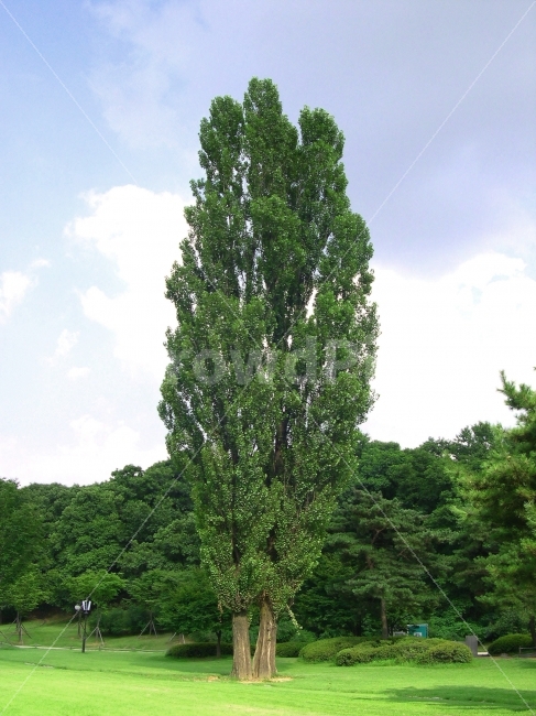 나무,미루나무,한그루,숲,자연,풍경,포플러나무,자연,풍경,nature,landscape,plant,식물,tree