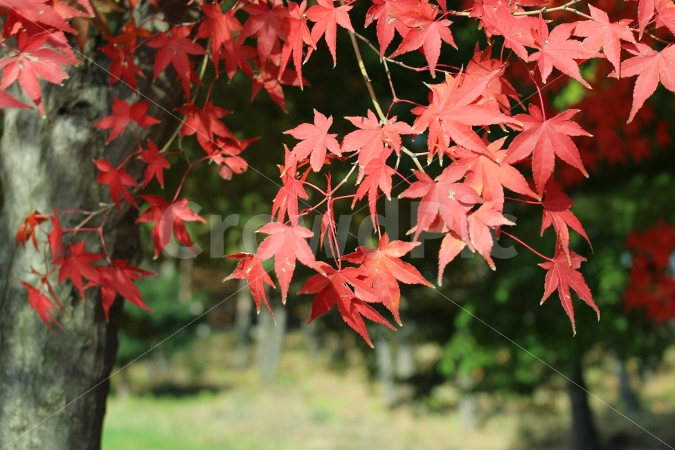 광화문,가을,출사,풍경,단풍,식물,자연,plants,nature,가을,계절,fall,autumn,season,plant,leaf,잎,tree,나무,maple