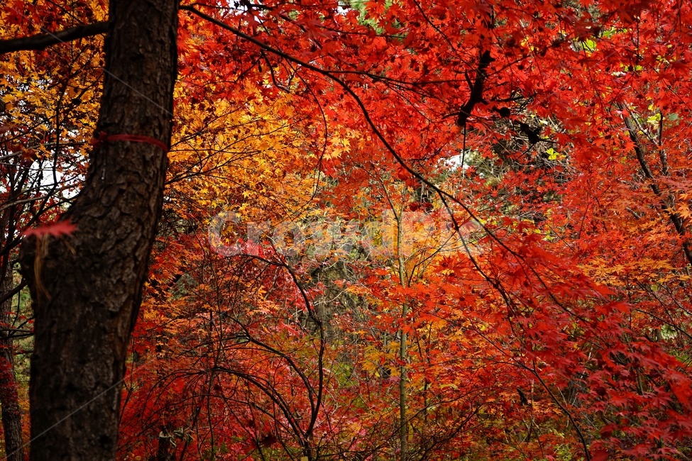 splendor,autumnleaves,trees,red,fall,Maple tree,Brightly colored,sight,season,Emotion,Tiny silver color,Maple,nature,autumn background,autumn scenery,tree,feeling,branches,Autumn feeling,Autumn sensibility,plant,maple,autumn,colorful,landscape