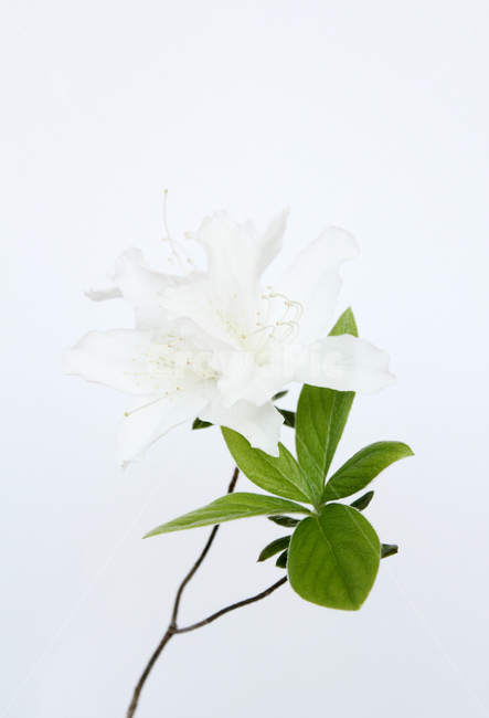 azaleas,azaleasflowers,closeup,decoration,detail,flower,fresh,green,leaf,leaves,macro,natural,nature,plant,royalazaleablossom,whiteazaleasflowers,철쭉,철쭉꽃,클로즈업,디테일,꽃,신선한,그린,녹색,잎,나뭇잎,잎사귀,자연,식물,플라워,흰색,화이트,흰배경,진달래,식물,자연,plants,nature,꽃,flower