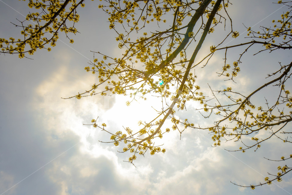 봄,산수유,노란꽃,꽃,하늘,나무,노란빛,노란색,봄꽃,봄,계절,spring,season,식물,자연,plants,nature,꽃,flower,flare,플레어,light,빛