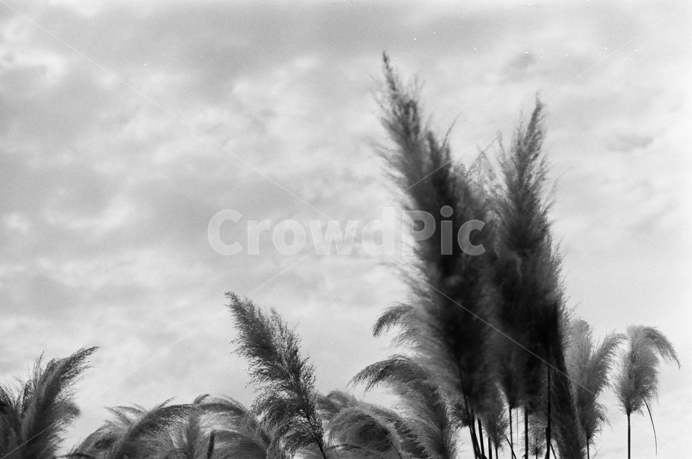 갈대,하늘,black,white,blackandwhite,film,tree,road,길,나무,숲속,흑백사진,commonread,sky,자연,풍경,nature,landscape,흑백,모노톤,monochrome,black and white,grass,잔디,plant,식물,lawn,reed