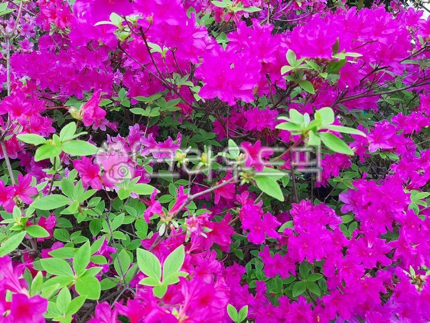 영산홍,영산홍꽃,flower,꽃,petal,꽃잎,vegetation,초목,purple,보라,봄꽃,4월꽃,5월꽃