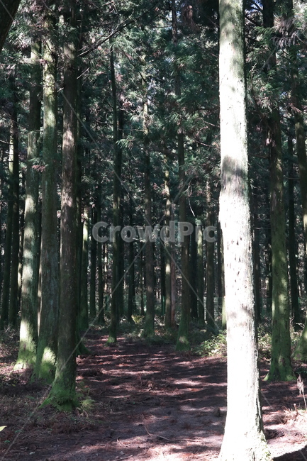 숲,나무,풀,햇빛,자연,나무들,숲길,산,그린,초록색,날씨,빛,자연,풍경,nature,landscape,식물,plants,나무,trees,wood,tree,plant,tree trunk,나무 줄기,vegetation,초목