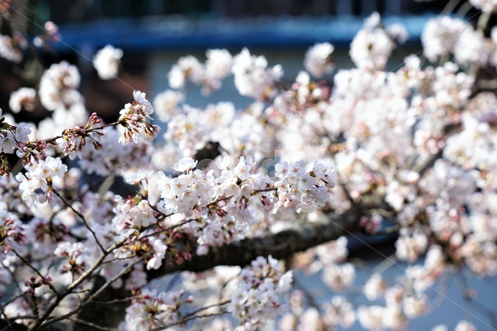 벚꽃,봄,꽃,나무,자연,식물,예쁨,아름다움,하얀색,분홍색,감성,느낌,nature,flower,spring,white,pink,beauty,emotion,feeling,tree,봄,계절,spring,season,꽃,flower,plant,blossom