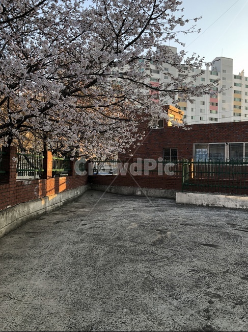 주택,아파트,벚꽃,꽃,봄,하늘,노을,감성,풍경,마당,봄,계절,spring,season,도시,풍경,city,landscape,한국도시풍경,한국도시경관,korea cityscape,plant,식물