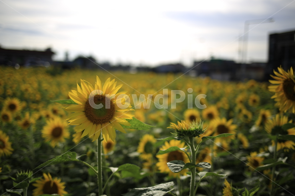 해바라기,sunflower,노랑,꽃,식물,식물,자연,plants,nature,꽃,flower
