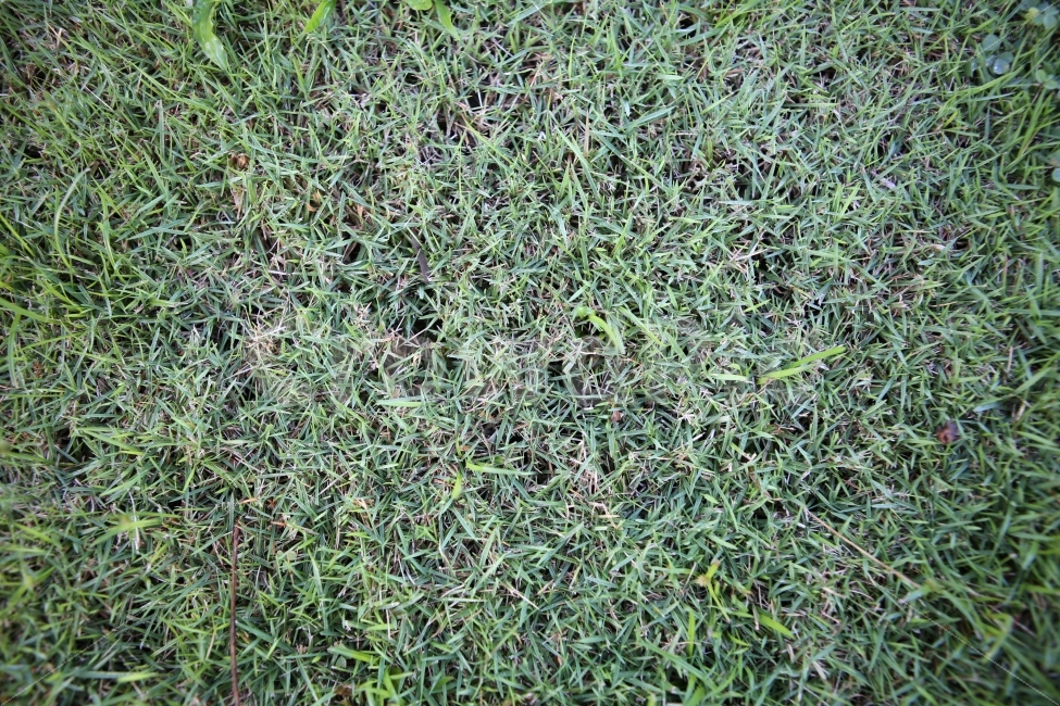 잔디,배경,푸른잔디,풀밭,초록,식물,자연,plants,nature,텍스처,질감,패턴,texture,pattern