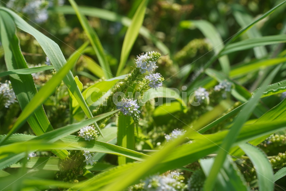 자연,꽃,풀,잔디,plant,flower,grass,nature,green,plants