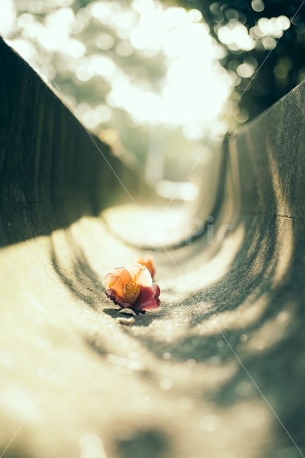 봄,그림자,감성,동백,감성사진,풍경,느낌,식물,자연,plants,nature,감성,sensible,feeling,꽃,flower
