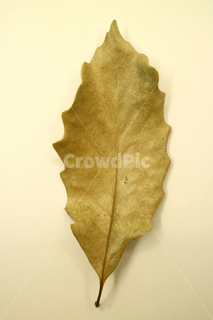 낙엽,가을,나뭇잎,잎,잎사귀,계절,식물,자연,낙엽잎,fallenleaves,deadleaves,오브젝트,누끼,가을낙엽,가을,계절,fall,autumn,season,leaf,plant