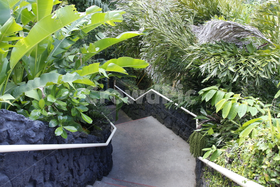 수풀,이국적인,이국적,괌,휴가,휴일,여행,정글,수풀림,식물,자연,plants,nature