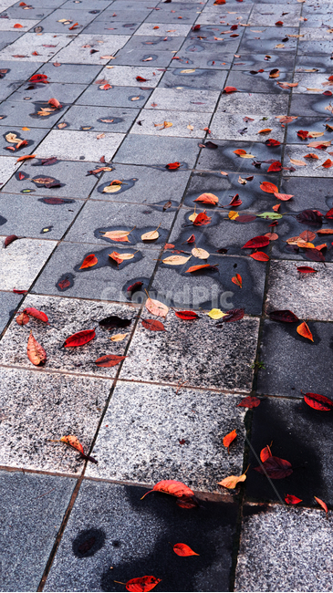 비,그침,낙엽,가을,보도,떨어짐,우수수,물,우천,바닥,산책,거리,가을,계절,fall,autumn,season,slate,슬레이트