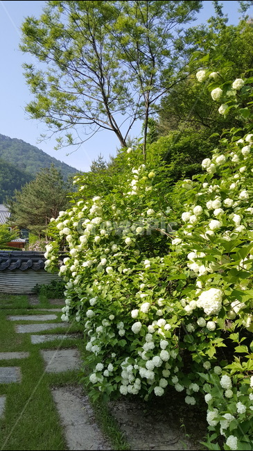 꽃,flower,정원,뒤뜰,backyard,backgarden,기와,식물,자연,plants,nature,꽃,flower