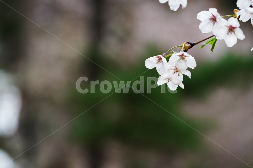 벚꽃,꽃,플라워,봄,봄꽃,flower,흰색,화이트,느낌,감성,접사,계절,나무,식물,생명,생물,봄,계절,spring,season,식물,자연,plants,nature,꽃,flower,plant