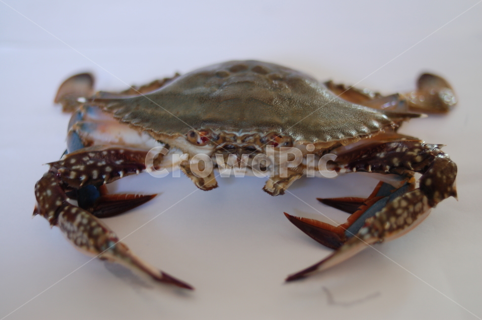 shellfish,tongs,crab,fish and shellfish