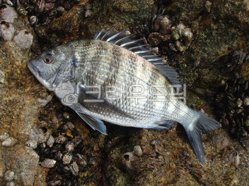 감성돔,감성돔낚시,감생이,겟바위감성돔,홍포감성돔