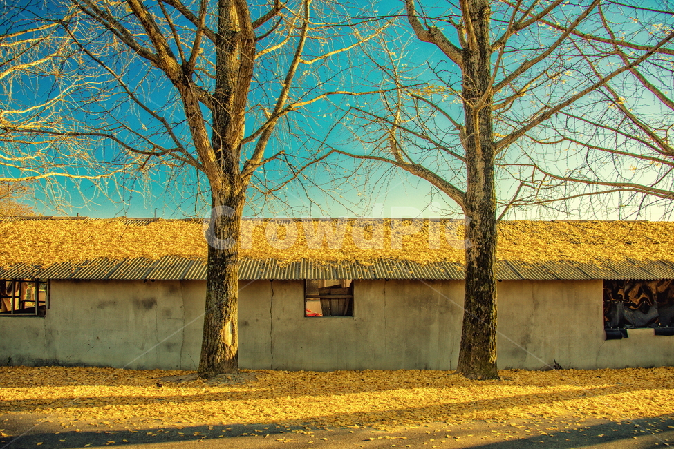은행,은행나무,가을,은행나무잎,은행잎,nature,자연,outdoors,옥외,building,건물,plant,식물,tree,나무,rural,농촌