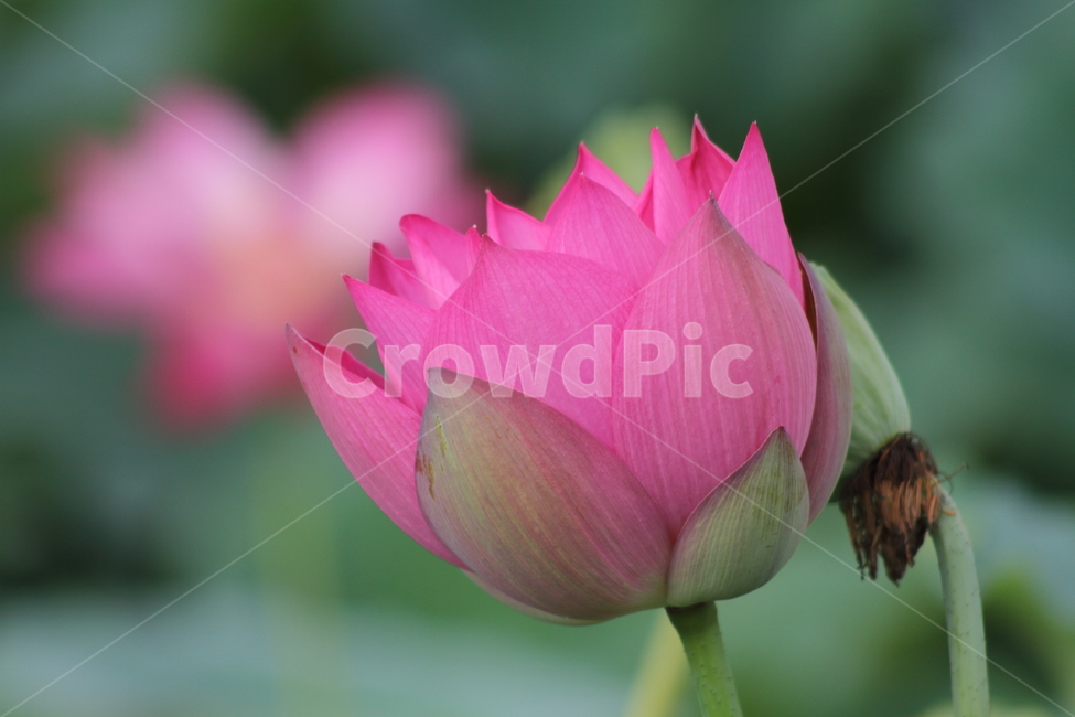 연,연꽃,식물,약용식물,lotus,식물,자연,plants,nature,꽃,flower