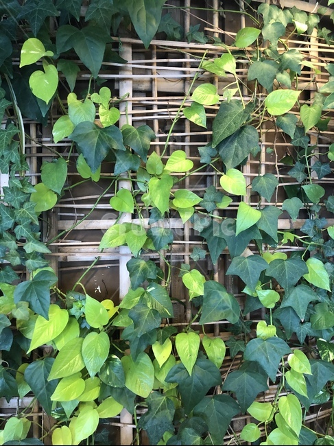 plant,식물,풀,나무,하트