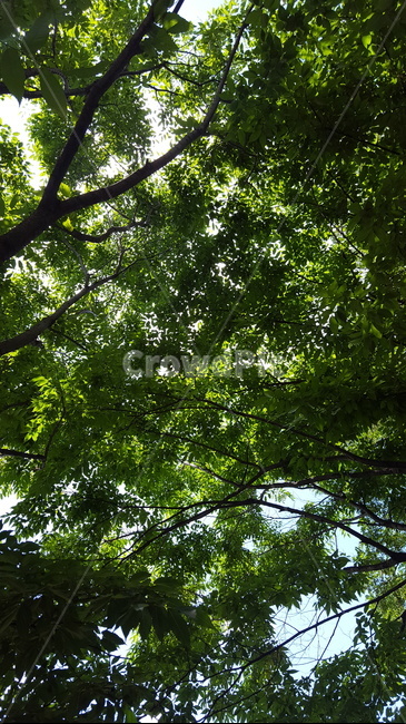 나무,나뭇잎,초록,여름,그늘,plant,식물,tree