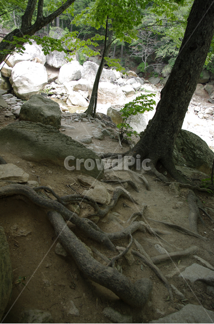 나무,뿌리,식물,돌,초록,자연,풍경,nature,landscape,plant,root
