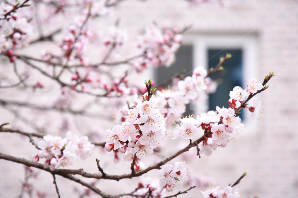 벚꽃,봄,꽃,나무,핑크,계절,벚꽃나무,꽃나무,cherry,cherryblossom,벚꽃축제,flower,flowers,pink,spring,season,nature,풍경,스냅,창문,골목,window,봄,계절,spring,season,식물,자연,plants,nature,꽃,flower,감성,sensible,feeling,plant,blossom
