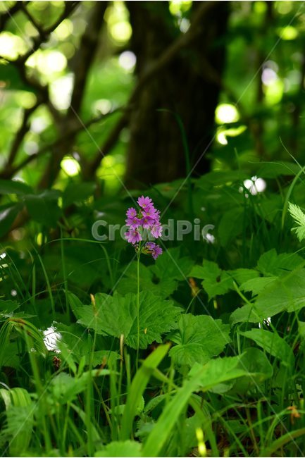 큰앵초,야생화,꽃,식물,자연,생태,플라워,flower,plants,nature,식물,자연,plants,nature,꽃,flower