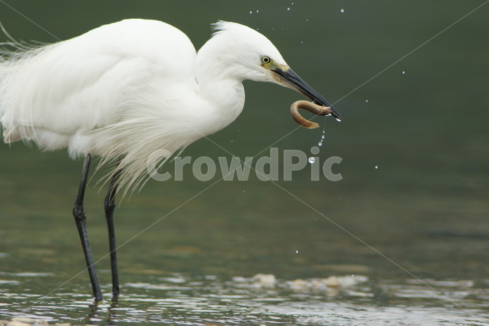 백로,사냥,조류,하천,미꾸라지,동물,animal,조류,새,birds