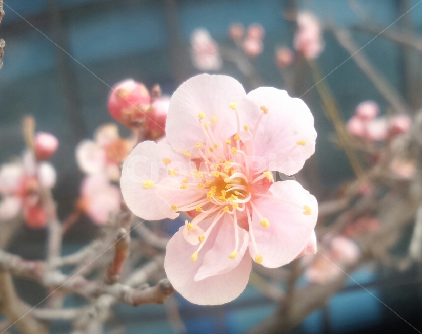 매화,매실나무,일지춘,군자향,분홍색꽃,식물,자연,plants,nature,꽃,flower