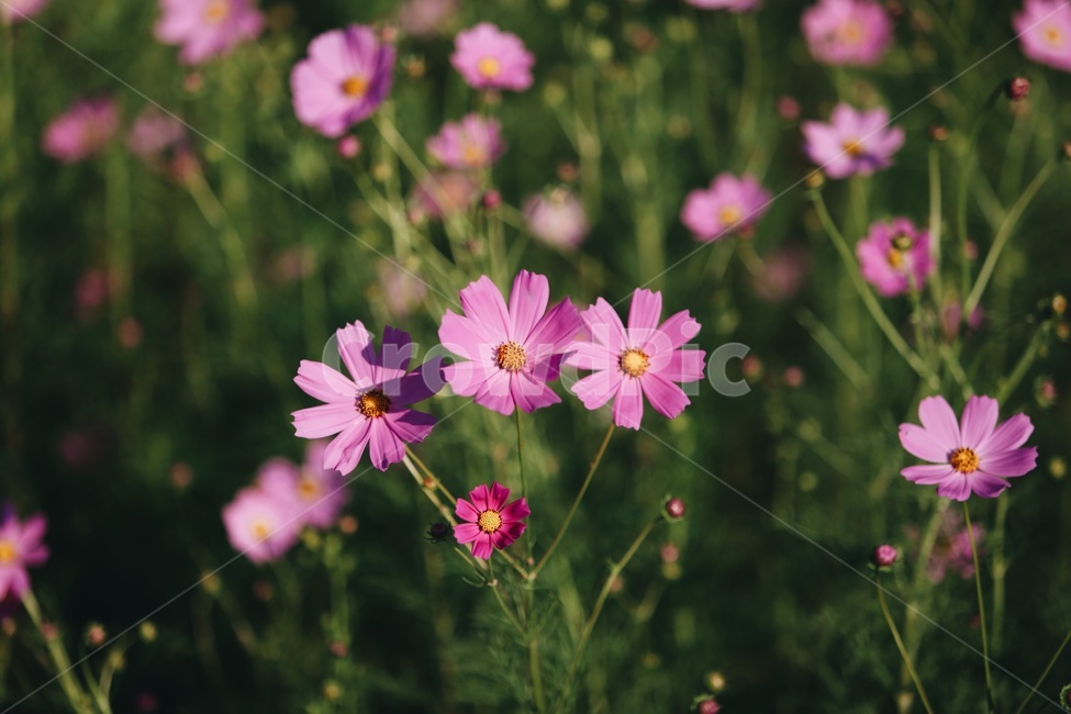 가을,코스모스,식물,꽃,인천대공원,식물,자연,plants,nature,꽃,flower